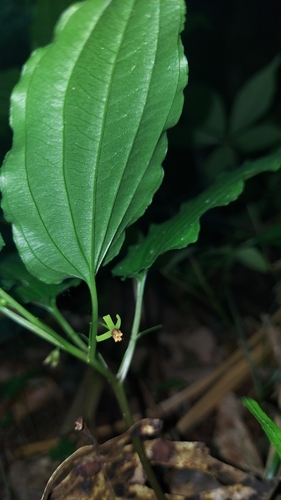 Elfin Shoes (Croomia pauciflora)