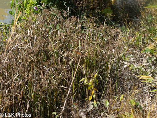 Cyperus malaccensis, photograph 2