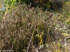 author not stated, no rights reserved Cyperus malaccensis, photograph author not stated, no rights reserved