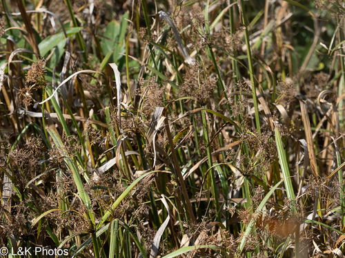Cyperus malaccensis, photograph 1