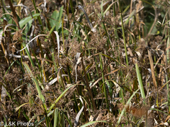 author not stated, no rights reserved Cyperus malaccensis, photograph author not stated, no rights reserved