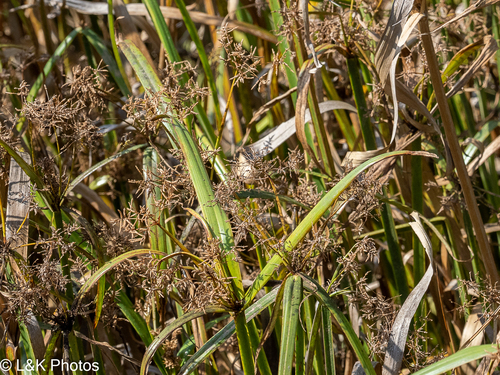 Cyperus malaccensis