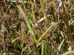 Cyperus malaccensis
