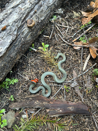 iNaturalist observation photo of Ring-necked Snake