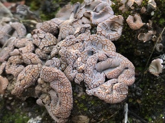 Psora decipiens