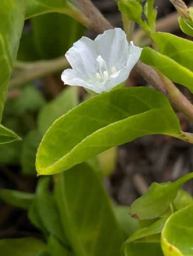 pāʻū o Hiʻiaka (Jacquemontia sandwicensis)