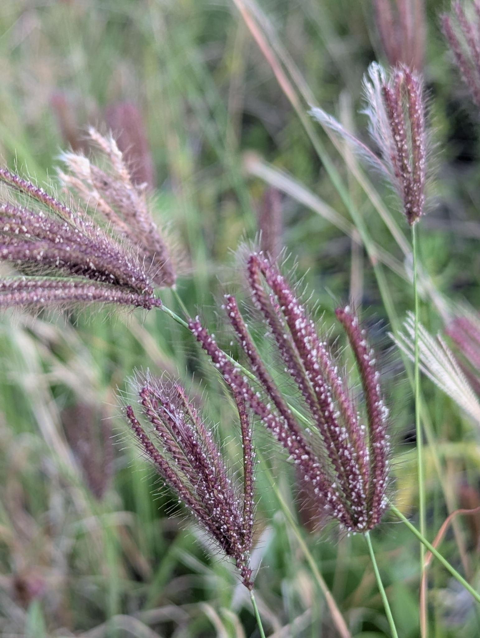Finger Grass (Chloris barbata)