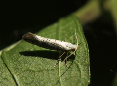 Argyresthia retinella