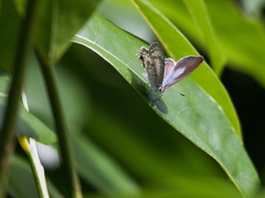 Catopyrops florinda