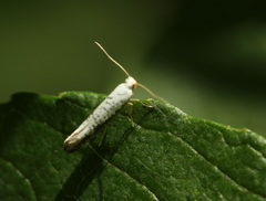 Argyresthia retinella