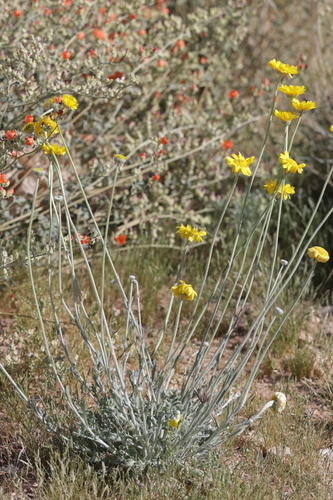 Desert Marigold (Baileya multiradiata)