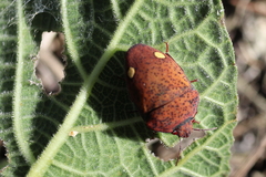 Solenosthedium bilunatum