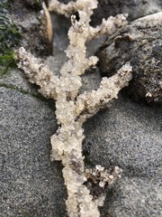 Pacific Herring photo 6