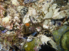 Ophiactidae