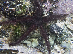 Ophiacanthida