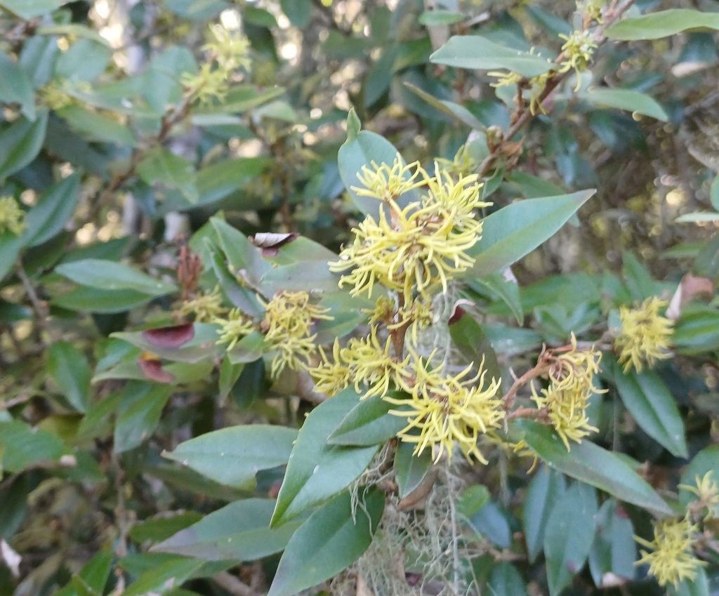 Trichocladus ellipticus (Trichocladus ellipticus)