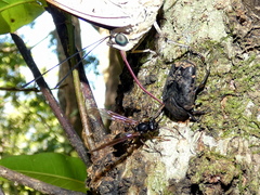 Archaeoprepona amphimachus