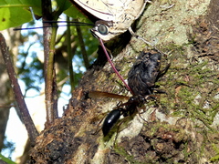 Archaeoprepona amphimachus