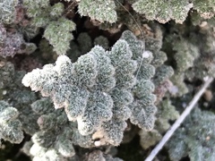 Myriopteris parryi image