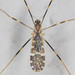 Erioptera caliptera - Photo (c) solomon hendrix,  זכויות יוצרים חלקיות (CC BY-NC), הועלה על ידי solomon hendrix