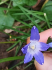 Scilla luciliae