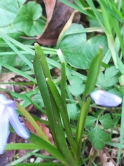 Scilla luciliae