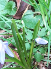 Scilla luciliae