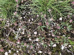 Tripogonella loliiformis