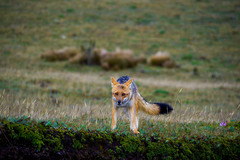 Culpeo photo 4