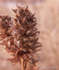 Malvastrum americanum