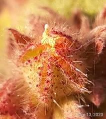 Malvastrum americanum