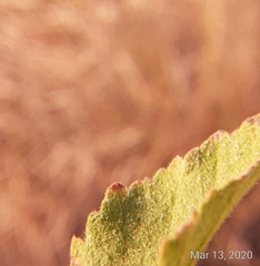 Malvastrum americanum