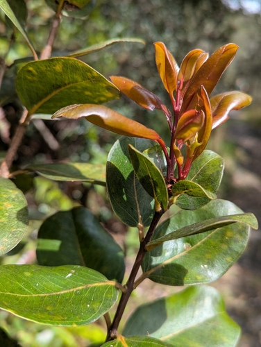 ʻŌhiʻa Lehua (Metrosideros polymorpha)