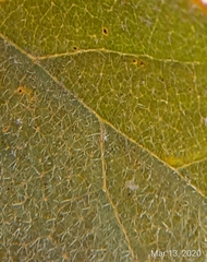 Malvastrum americanum