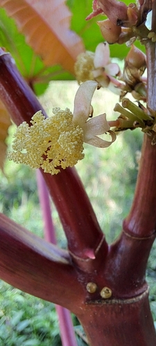 castor bean
