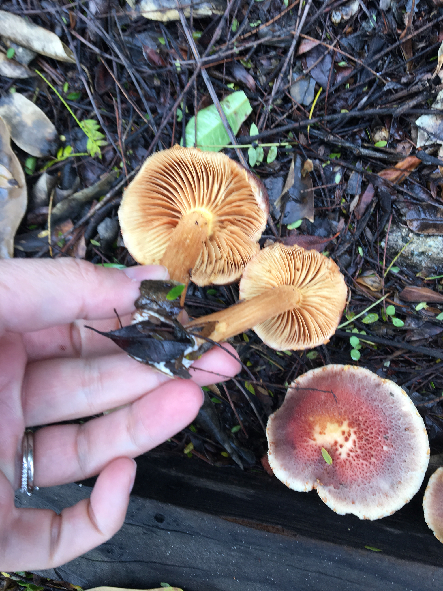 Gymnopilus thiersii image