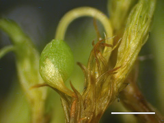 Grimmia attenuata