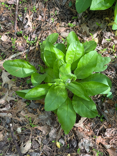 wild comfrey
