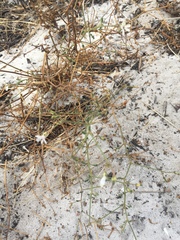 Pelargonium senecioides