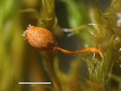Grimmia attenuata