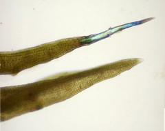 Grimmia attenuata