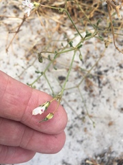 Pelargonium senecioides