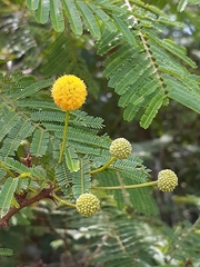 Vachellia aroma