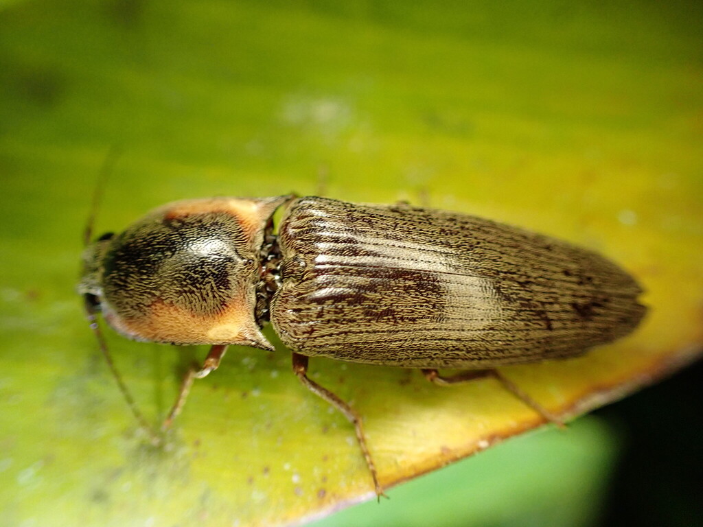 Lygelater ignitus