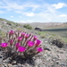 Sagebrush Cholla - Photo (c) Janel Johnson, some rights reserved (CC BY-NC), uploaded by Janel Johnson
