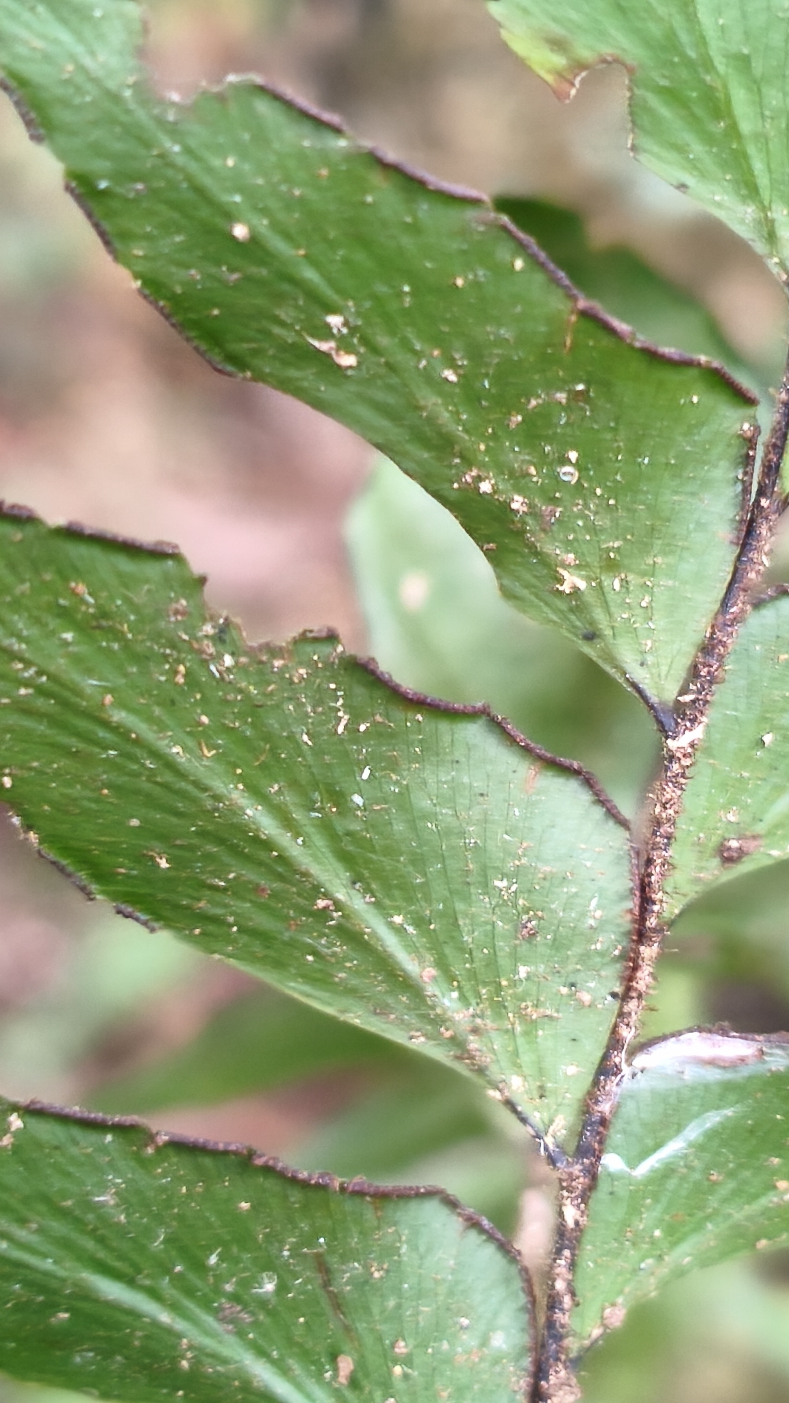 Adiantum argutum