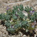 Shortstem Lupine - Photo (c) Janel Johnson, some rights reserved (CC BY), uploaded by Janel Johnson