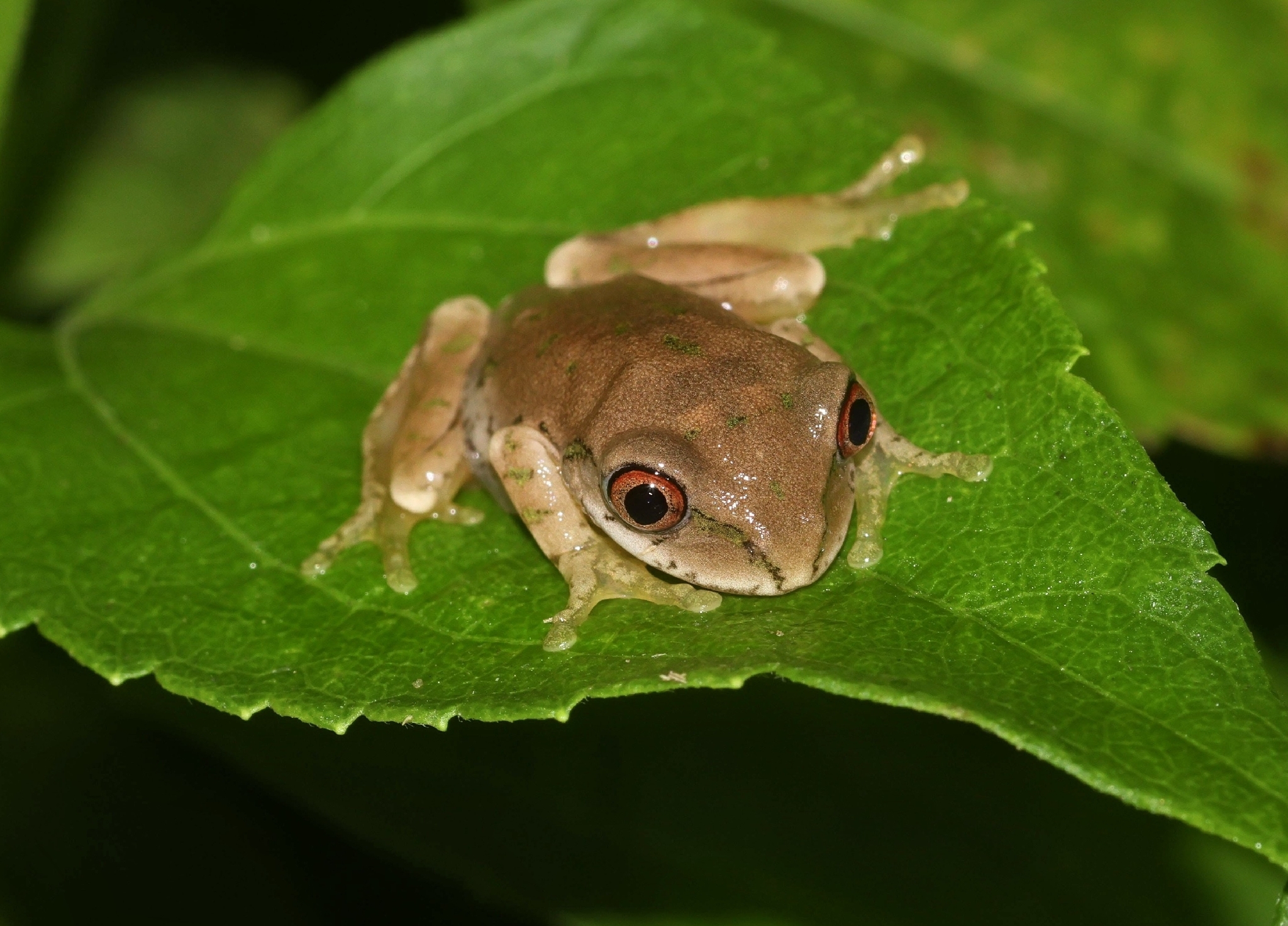 Leptopelis natalensis (Smith, 1849)