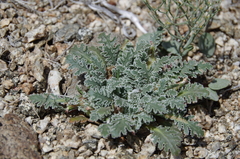 Glyptopleura marginata