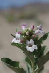 Penstemon arenarius